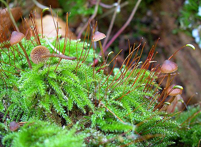 La Flora fungina negli aspetti microclimatici subtropicali
